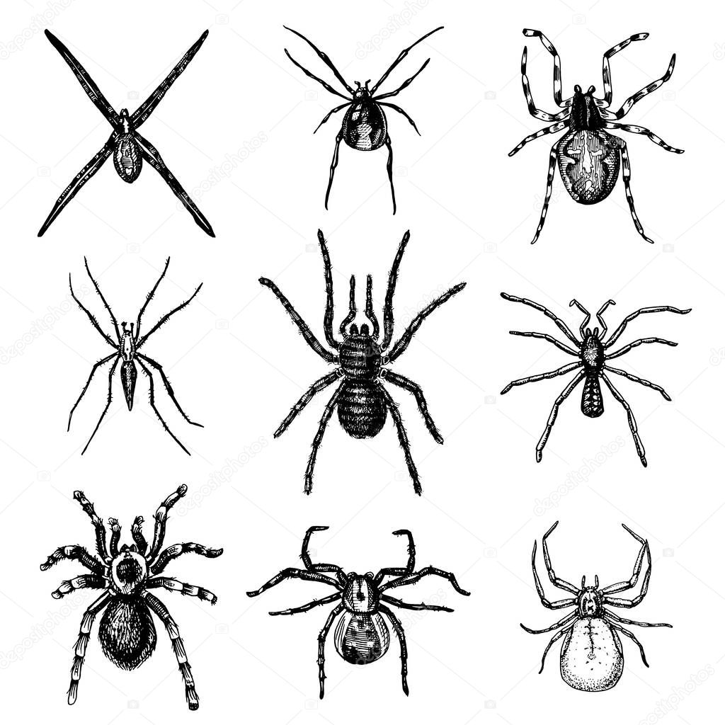 Spider or arachnid species, most dangerous insects in the world, old vintage for halloween or phobia design. hand drawn, engraved may use for tattoo, web and poison black widow, tarantula, birdeater