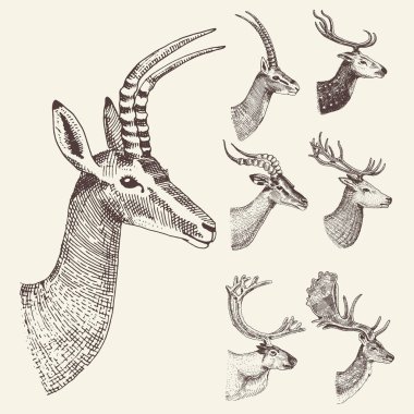 Boynuz, boynuzlu hayvanlar geyiği veya elk Impala, ceylan ve büyük kudu, alageyik Ren geyiği ve geyik, doe veya Karaca, eksen ve dibatag ile el çizilmiş, oyulmuş