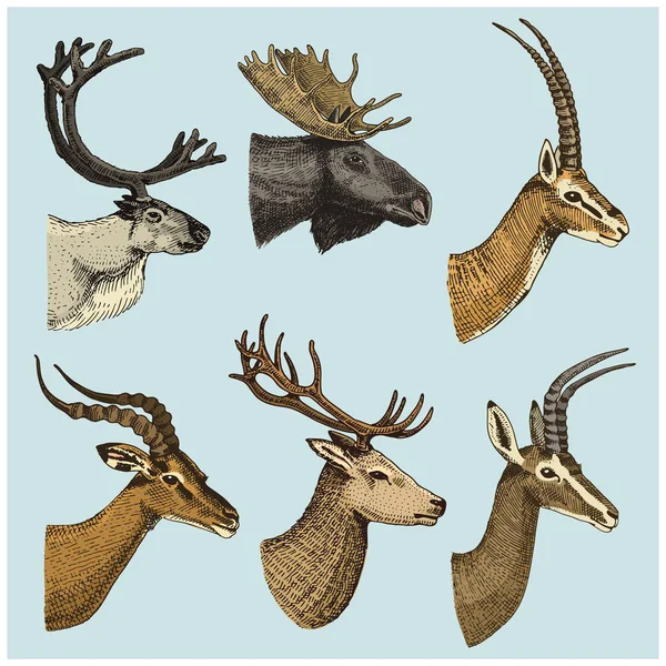 Conjunto de cuerno, astas Alces o alces de animales con impala, gacela y kudu mayor, reno y ciervo en barbecho, ciervo, ciervo, eje y dibatag dibujado a mano, grabado — Vector de stock