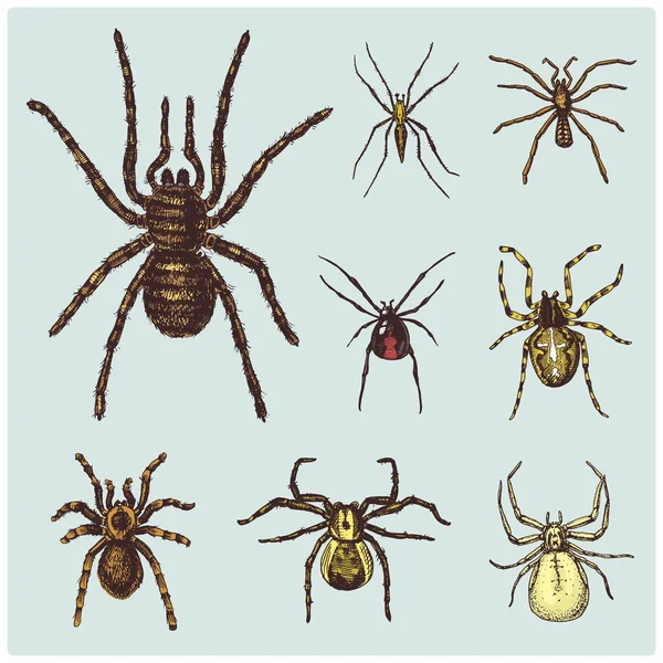 Spider or arachnid species, most dangerous insects in the world, old vintage for halloween or phobia design. hand drawn, engraved may use for tattoo, web and poison black widow, tarantula, birdeater — Stock Vector