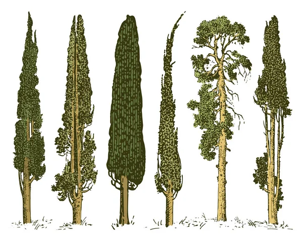 Velká sada ryté, ručně tažené stromu patří borovice, olivový a cypřiše, jedle Les izolovaného objektu. — Stockový vektor