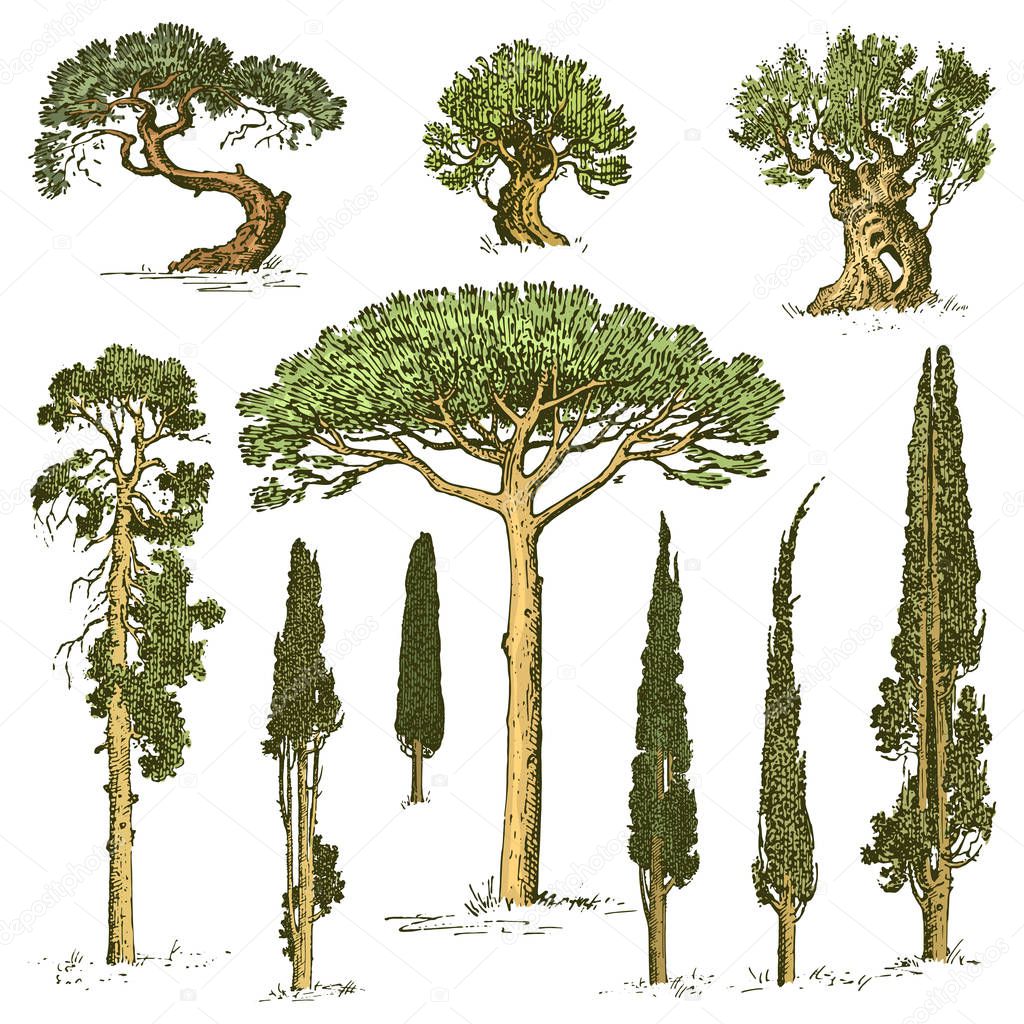 big set of engraved, hand drawn tree include pine, olive and cypress, fir forest isolated object.