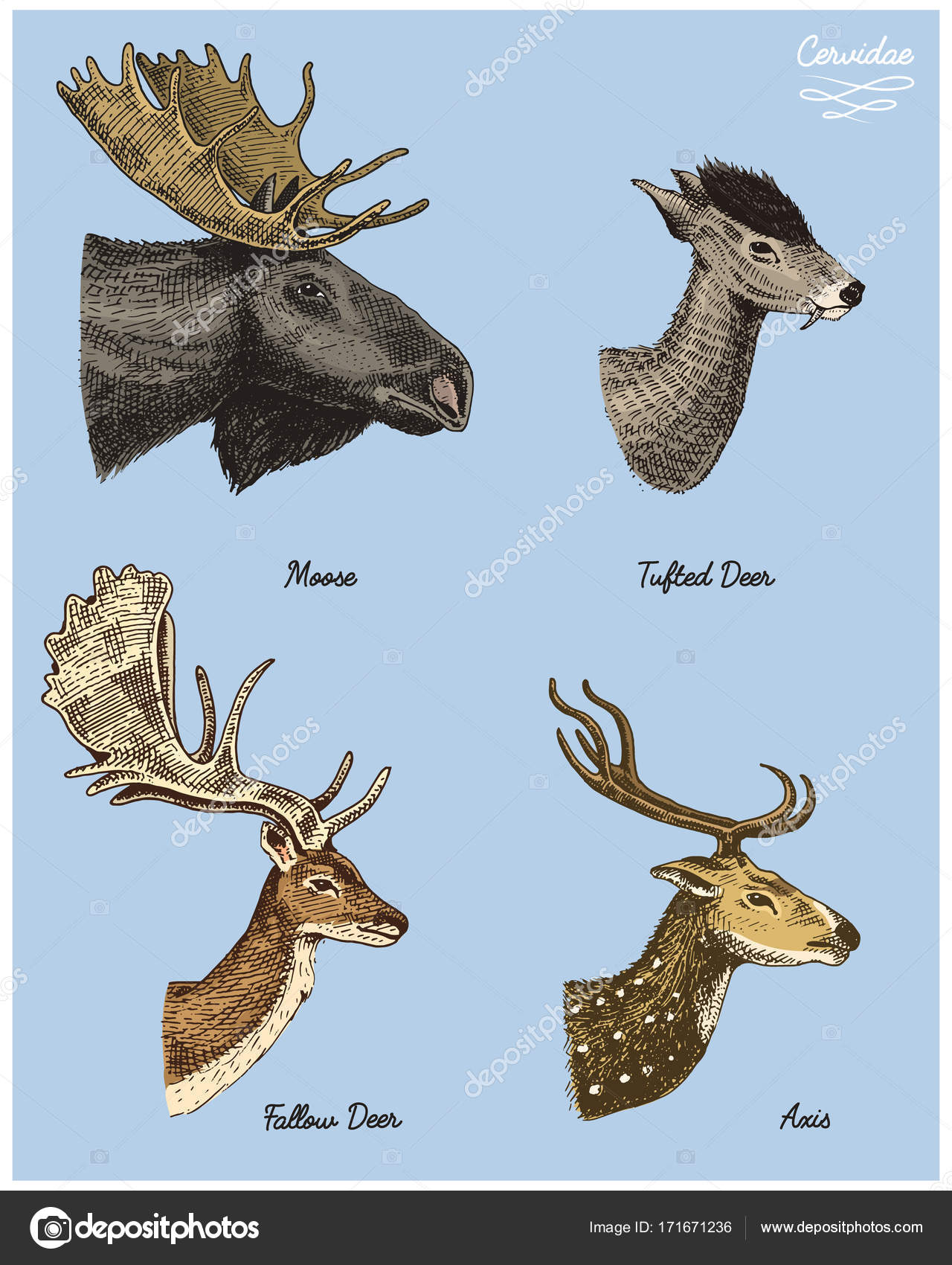 Elg eller eurasisk elg, tuftede hjorte, rogn eller hø, akse vektor  håndtegnet illustration, indgraveret vilde dyr med gevirer eller horn  vintage leder hoveder side view Stockvektor af ©ArthurBalitskiy 171671236, image size:1280x1700