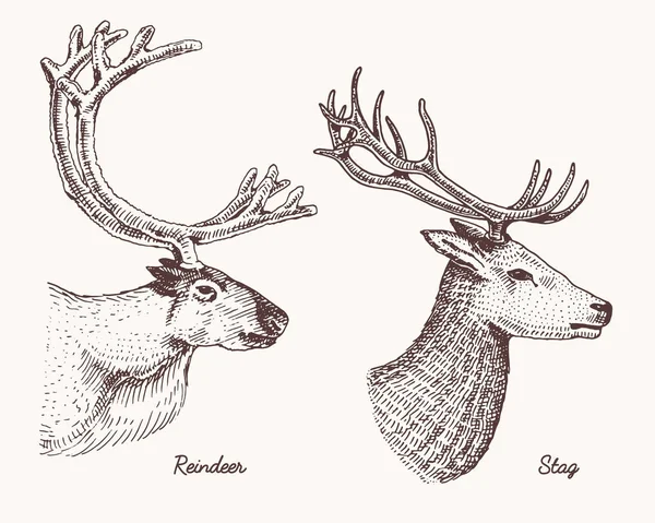 Reno y ciervo ciervo vector ilustración dibujada a mano, animales salvajes grabados con astas o cuernos vintage mirando cabezas vista lateral — Vector de stock