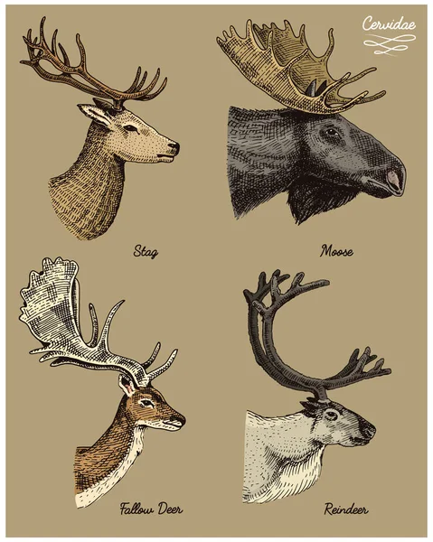 Reindeer, moose, eurasian elk, doe roe deer and stag vector hand drawn illustration, engraved wild animals with antlers or horns vintage looking heads side view — Stock Vector