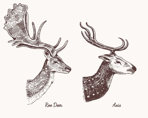 Roe deer or doe, axis or indian dotted vector hand drawn illustration, engraved wild animals with antlers or horns vintage looking heads side view — Stock Vector