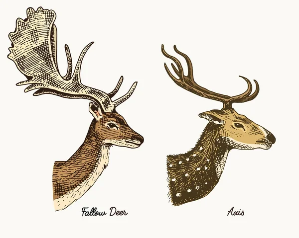 Roe deer or doe, axis or indian dotted vector hand drawn illustration, engraved wild animals with antlers or horns vintage looking heads side view — Stock Vector