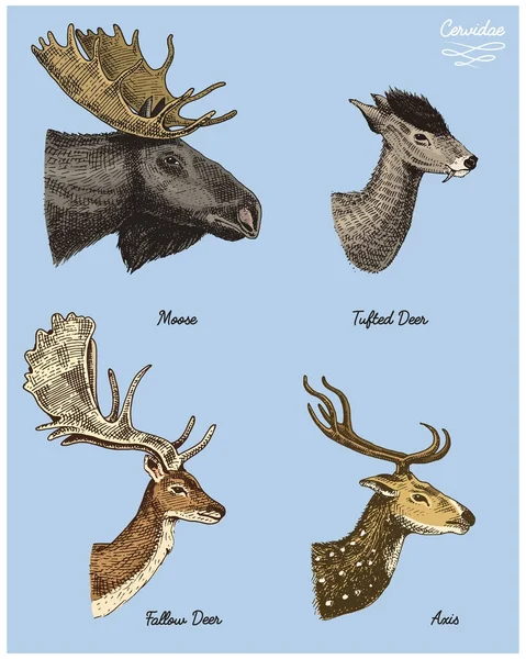 Alces o alces eurasiáticos, ciervos copetudo, huevas o ciervos, ilustración dibujada a mano vectorial del eje, animales salvajes grabados con cuernos o cuernos vista lateral de cabezas de aspecto vintage — Vector de stock