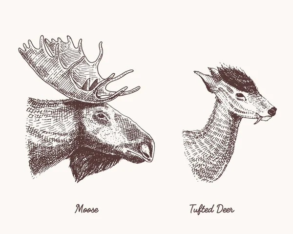 Moose or eurasian elk, tufted deer vector hand drawn illustration, engraved wild animals with antlers or horns vintage looking heads side view — Stock Vector