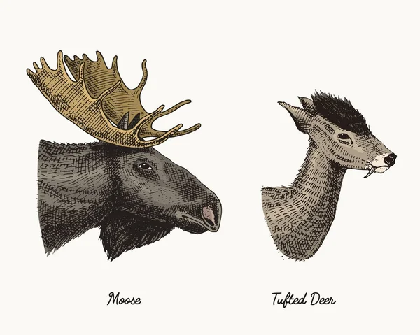 Moose ή elk Ευρασιατική, φουντωτά ελάφια διανυσματικά εικονογράφηση χέρι, χαραγμένο άγρια ζώα με κέρατα ή κέρατα vintage αναζητούν κεφάλια πλαϊνή όψη — Διανυσματικό Αρχείο