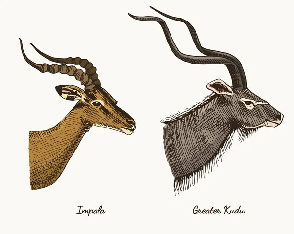 Antilopami impala a větší kudu vektor ručně nakreslený obrázek, ryté divoká zvířata s parohy nebo rohy vintage vypadající hlavy boční pohled — Stockový vektor