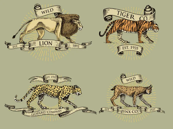 Logótipos de leão tigre lince e leopardo, emblemas ou emblemas com animais selvagens e bandeiras ou fitas em vintage, estilo retro velho, gravura desenhada à mão. esboço — Vetor de Stock