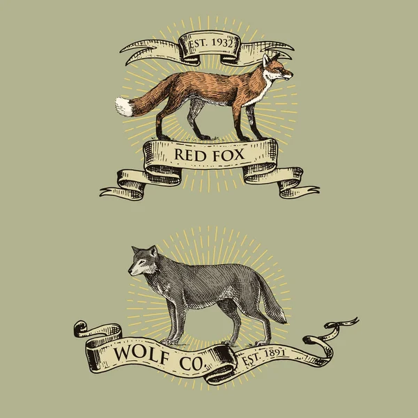 Raposa vermelha e lobo cinzento logotipos, emblemas ou emblemas com animais selvagens e bandeiras ou fitas em vintage, retro estilo antigo, gravura desenhada à mão. esboço — Vetor de Stock