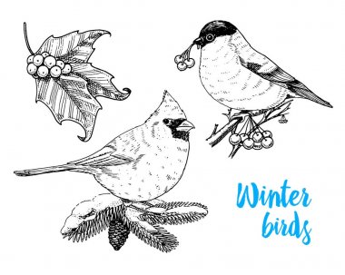 oyulmuş elle etiket için eski kroki ve vintage tarzı çizilmiş. Neşeli Noel ve Noel, yeni yıl koleksiyonu. Kış tatil dekorasyon. Holly ve şakrak kuşu, kırmızı Kardinal, kış kuşlar köknar ağacı.