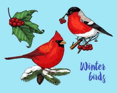 oyulmuş elle etiket için eski kroki ve vintage tarzı çizilmiş. Neşeli Noel ve Noel, yeni yıl koleksiyonu. Kış tatil dekorasyon. Holly ve şakrak kuşu, kırmızı Kardinal, kuşlarda köknar ağacı.