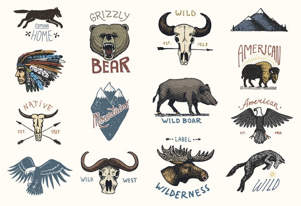set of engraved vintage, hand drawn, old, labels or badges for camping, hiking, hunting with boar, bear and wolf, red fox . skull and bald eagle, moose face, indian or native american. buffalo