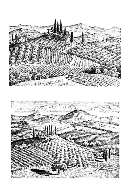 Rustic vineyard. rural landscape with houses. solar tuscany background. fields and cypress trees. harvesting and haystacks. engraved hand drawn in old sketch and vintage style for label. — Stock Photo, Image