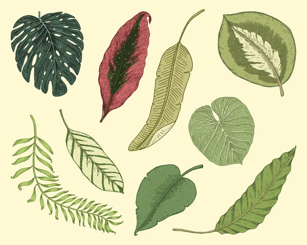 Tropisk eller exotiska blad, blad av olika vintage ser växter. Monstera och ormbunke, palm med banan botanik. blommor graverade vintage, handritad. botaniska ekologisk produkt. grön bakgrund. — Stock vektor