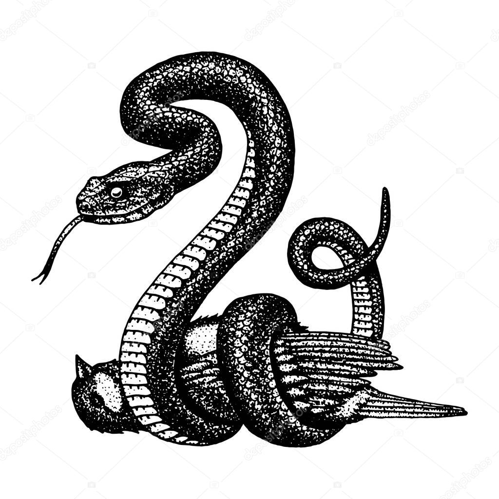Viper snake. serpent cobra and python, anaconda or viper, royal. engraved hand drawn in old sketch, vintage style for sticker and tattoo. ophidian and asp
