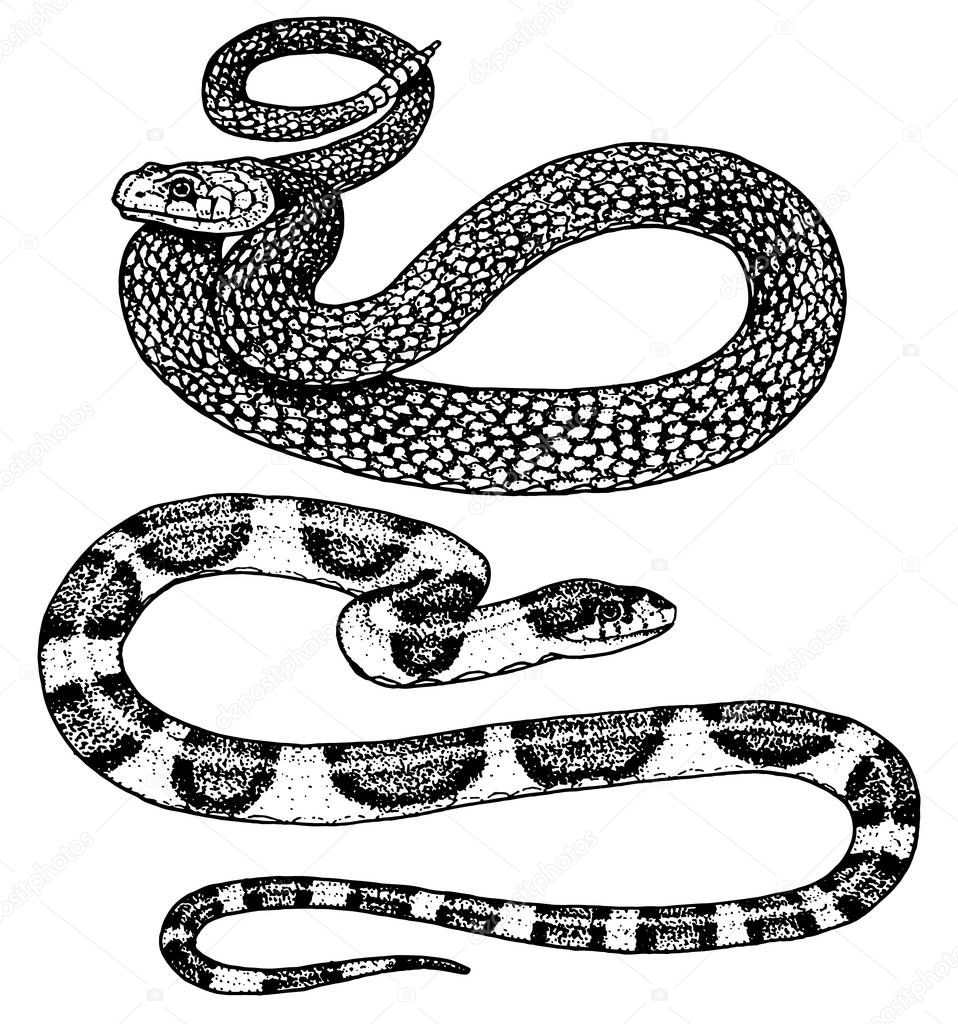 Viper snake. serpent cobra and python, anaconda or viper, royal. engraved hand drawn in old sketch, vintage style for sticker and tattoo. ophidian and asp