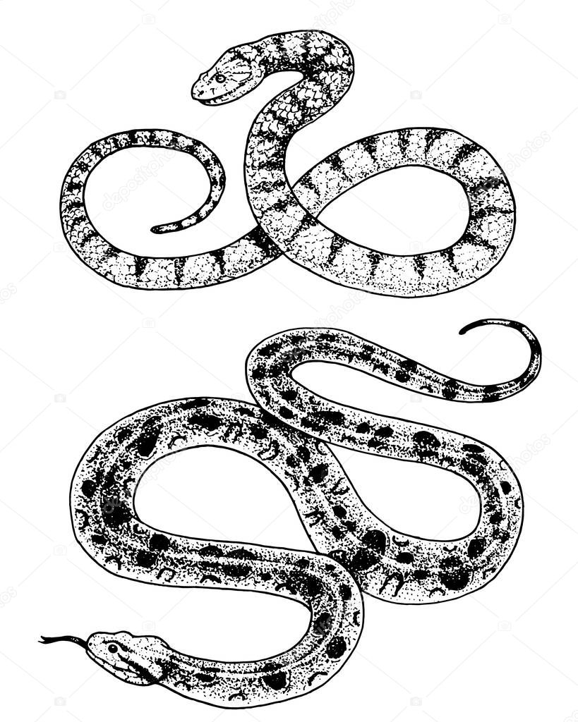Viper snake. serpent cobra and python, anaconda or viper, royal. engraved hand drawn in old sketch, vintage style for sticker and tattoo. ophidian and asp