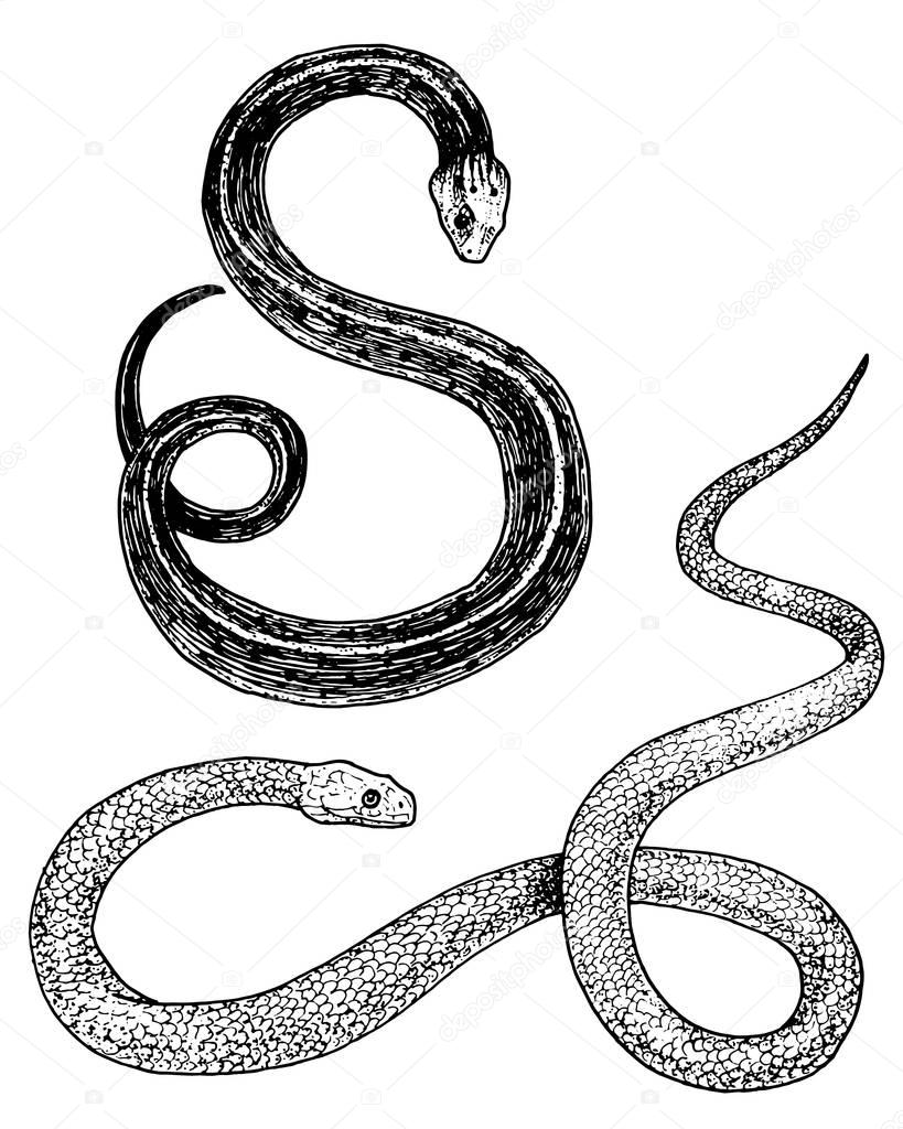 Viper snake. serpent cobra and python, anaconda or viper, royal. engraved hand drawn in old sketch, vintage style for sticker and tattoo. ophidian and asp
