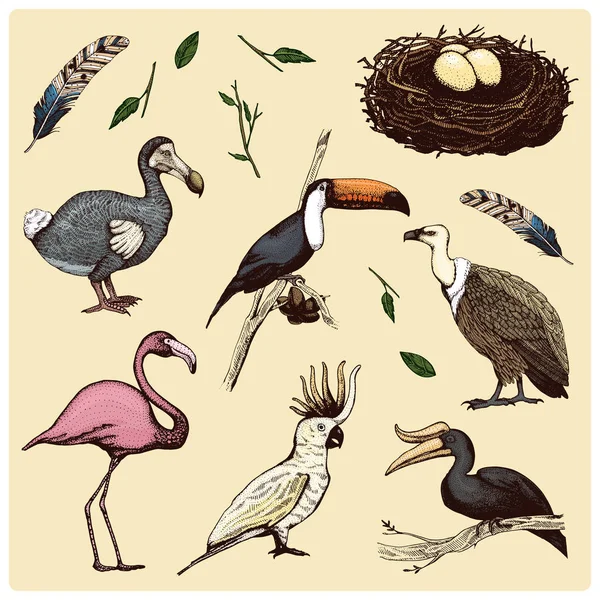 Ręcznie rysowane wektor realistyczny ptaków, szkic graficzny styl, ustaw krajowych. szlachetne sępy, papuga Kakadu. Dzioborożec żałobny, Tukan, flamingo i wymarłych gatunków. MOA, dodo i pióro. — Wektor stockowy