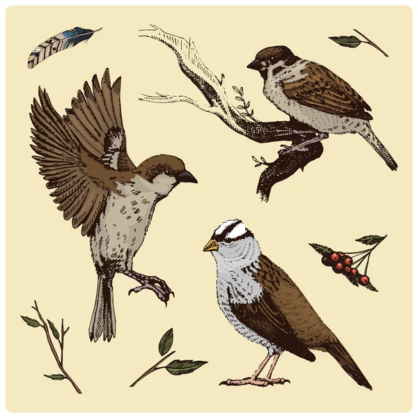 Vogels vliegen in de lucht. Mus en Doezelaar. gegraveerde hand getrokken in oude schets, vintage stijl voor label. Nest met eieren. dieren flutter hun vleugels. bos beest — Stockvector