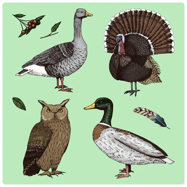 Aves domésticas y silvestres. Pavo y pato. Ganso y búho águila. grabado a mano dibujado en boceto viejo, estilo vintage para etiqueta. animales revolotean sus alas. bestia del bosque . — Archivo Imágenes Vectoriales