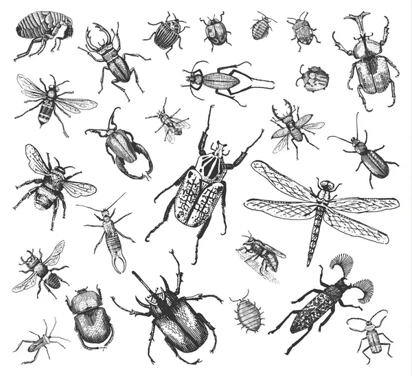昆虫の大きなセット虫カブトムシとミツバチ ヴィンテージの古い手描きスタイル刻まれた図木版画で多くの種. — ストックベクタ