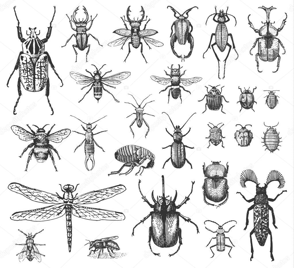 big set of insects bugs beetles and bees many species in vintage old hand drawn style engraved illustration woodcut.