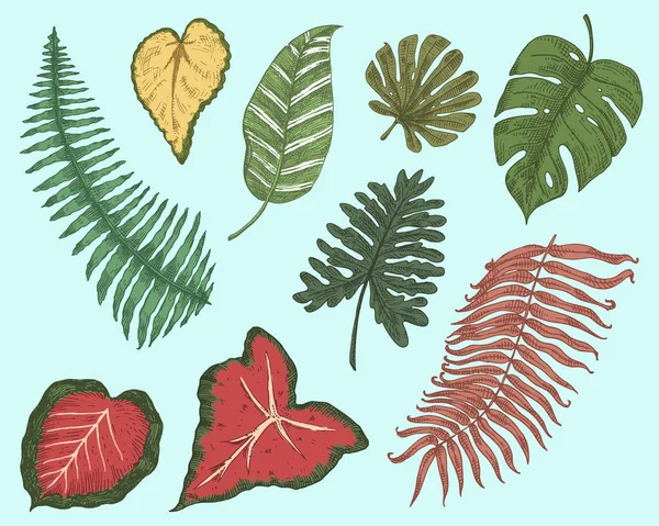 Tropical or exotic leaves, leaf of different vintage looking plants. monstera and fern, palm with banana botany set. flowers engraved vintage, hand drawn. botanical organic product. green background. — Stock Vector
