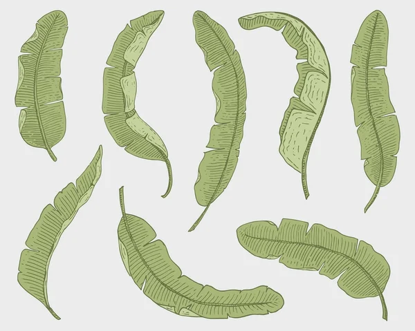 熱帯またはエキゾチックな葉します、植物を探して異なるヴィンテージの葉。モンステラやシダ、ヤシのバナナの植物のセットで。花には、ヴィンテージ、手描きが刻まれています。植物の有機製品。緑の背景. — ストックベクタ