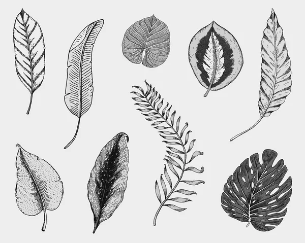 Tropical or exotic leaves, leaf of different vintage looking plants. monstera and fern, palm with banana botany set. flowers engraved vintage, hand drawn. botanical organic product. green background. — Stock Vector