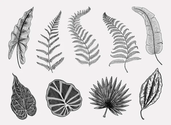 Tropical or exotic leaves, leaf of different vintage looking plants. monstera and fern, palm with banana botany set. flowers engraved vintage, hand drawn. botanical organic product. green background. — Stock Vector