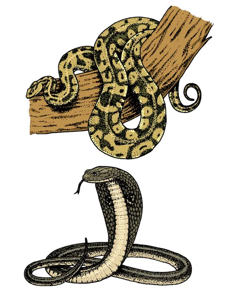 Serpent vipère. serpent cobra et python, anaconda ou vipère, royal. gravé à la main en vieux croquis, style vintage pour autocollant et tatouage. ophidienne et asp . — Image vectorielle