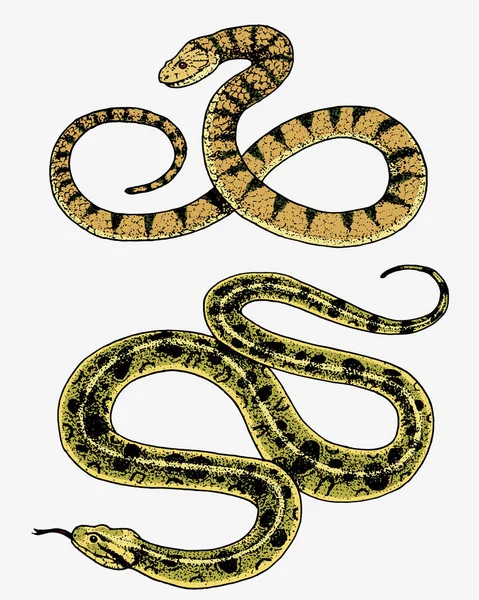 Serpente vipera. serpente cobra e pitone, anaconda o vipera, reale. inciso a mano disegnato in vecchio schizzo, stile vintage per adesivo e tatuaggio. ophidian e asp . — Vettoriale Stock