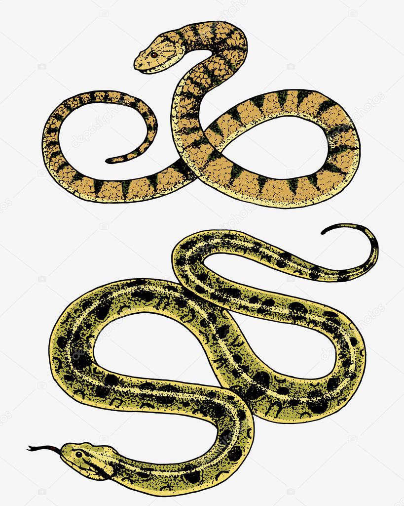 Viper snake. serpent cobra and python, anaconda or viper, royal. engraved hand drawn in old sketch, vintage style for sticker and tattoo. ophidian and asp