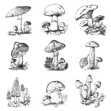 Mantar set elle çizilmiş kazınmış. Vintage organik sebzeli yemekler. champignon, chanterelles, tatlım mantar, sinek agaric, amanita, ortak stinkhorn, penny topuz, menü, kırmızı şapkalı scaber SAP ambalaj
