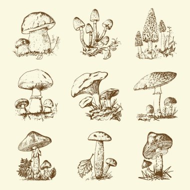 Mantar set elle çizilmiş kazınmış. Vintage organik sebzeli yemekler. champignon, chanterelles, tatlım mantar, sinek agaric, amanita, ortak stinkhorn, penny topuz, menü, kırmızı şapkalı scaber SAP ambalaj