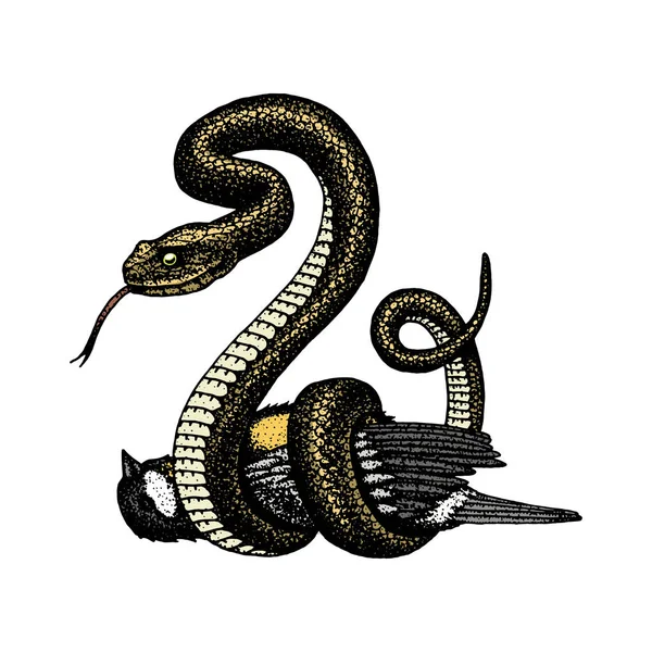 Serpente vipera. serpente cobra e pitone, anaconda o vipera, reale. inciso a mano disegnato in vecchio schizzo, stile vintage per adesivo e tatuaggio. ophidian e asp . — Vettoriale Stock