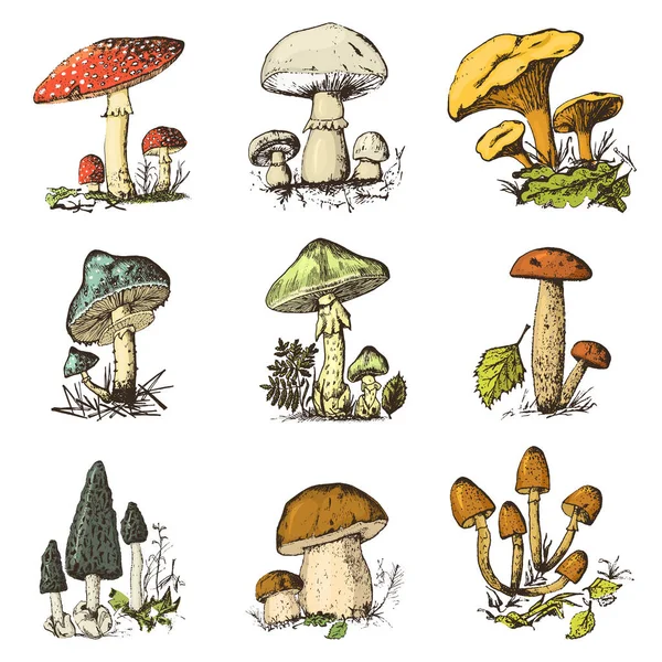 Paddestoel instellen hand getrokken gegraveerd. Vintage biologisch vegetarisch voedsel. champignon, cantharellen, honingzwam, Vliegenzwam, amanita, gemeenschappelijke stinkhorn, penny broodje, rood-afgetopte scaber stengel voor menu, verpakking — Stockvector