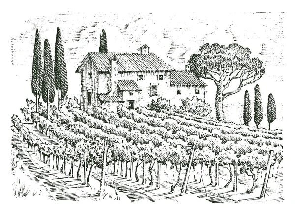Rustic vineyard. rural landscape with houses. solar tuscany background. fields and cypress trees. harvesting and haystacks. engraved hand drawn in old sketch and vintage style for label. — Stock Vector