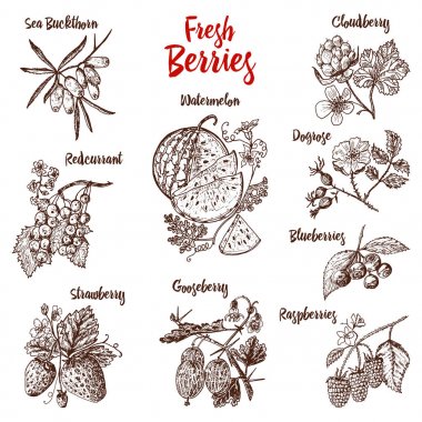 Çilek ayarlayın. Ahududu, yaban mersini, deniz topalak, kırmızı kuş üzümü, çilek, bektaşi üzümü, karpuz, cloudberry, köpek gül, böğürtlen, ahududu. oyulmuş elle çizilmiş eski kroki, vintage tarzı.