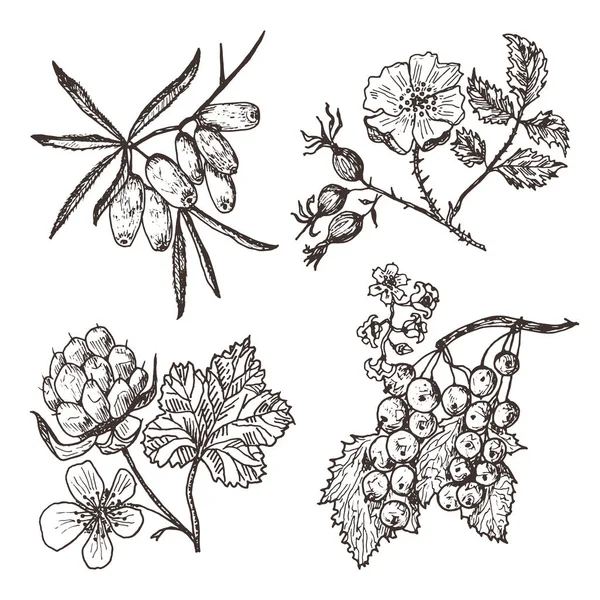 Set berries. sea buckthorn, red currants, cloudberry, dog-rose. engraved hand drawn in old sketch, vintage style. Holiday decor elements. vegetarian fruit botany. — Stock Vector