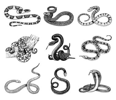 Set Viper Snake. serpent cobra and python, anaconda or viper, royal. engraved hand drawn in old sketch, vintage style for sticker and tattoo. ophidian and asp. clipart