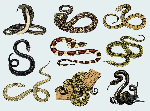 바이퍼 뱀 설정 합니다. 코브라 뱀 python, 아나콘다 또는 바이퍼, 로얄. 오래 된 스케치, 스티커 그리고 문신에 대 한 빈티지 스타일에 새겨진된 핸드. 뱀 및 asp. — 스톡 벡터