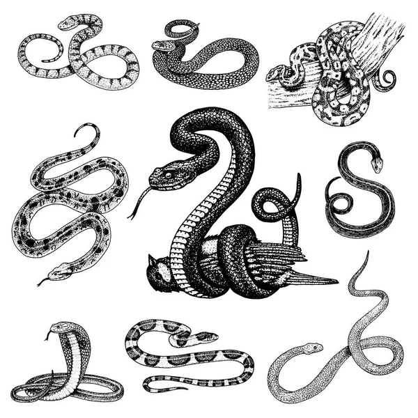 Engerek yılanı ayarlayın. Yılan kobra ve piton, Anakonda veya engerek, royal. oyulmuş elle de eski, etiket ve dövme için vintage tarzı çizilmiş. Ophidiyan ve asp. — Stok Vektör