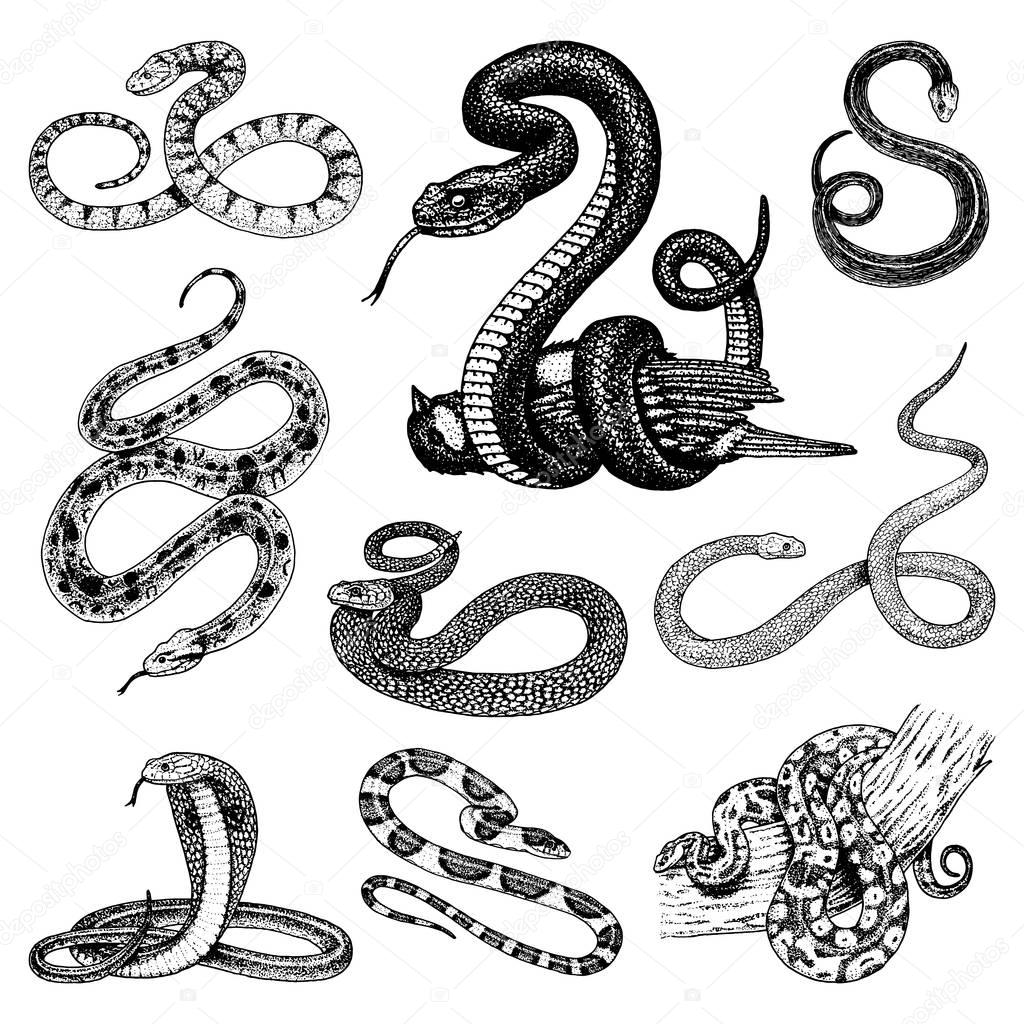 Set Viper Snake. serpent cobra and python, anaconda or viper, royal. engraved hand drawn in old sketch, vintage style for sticker and tattoo. ophidian and asp.