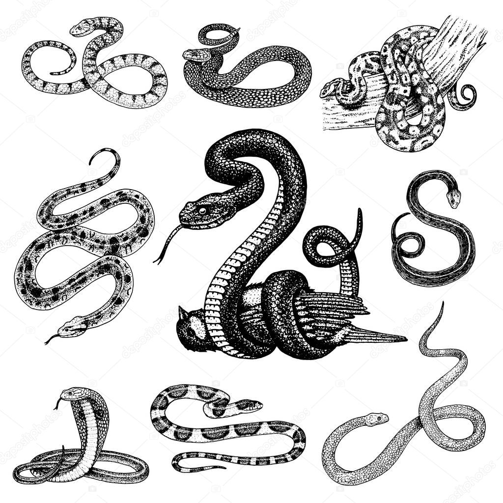 Set Viper Snake. serpent cobra and python, anaconda or viper, royal. engraved hand drawn in old sketch, vintage style for sticker and tattoo. ophidian and asp